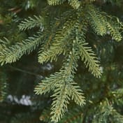 Balmoral-Fir-6ft-Christmas-Tree