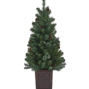 Hazlenut Pine Potted Christmas Tree