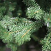 Northern Lights Green Spruce Christmas Tree