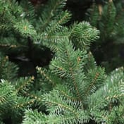 Northern Lights Green Spruce Christmas Tree
