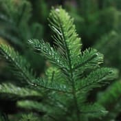 Danish Pine Christmas Tree