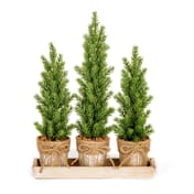 Set of 3 Small Potted Christmas Trees