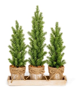 Set of 3 Small Potted Christmas Trees