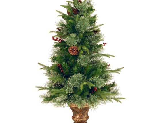 Balmoral Fir Potted Christmas Tree 4ft