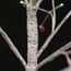 Aurora LED Twig Christmas Tree 8ft