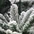 Aspen Snowy Fir Christmas Tree