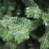 Northern Lights Green Spruce Christmas Tree