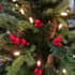 Norwegian Spruce Pre Lit Potted Christmas Tree