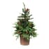 Norwegian Spruce Pre Lit Potted Christmas Tree