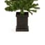 Potted Twin Welcoming Christmas Trees